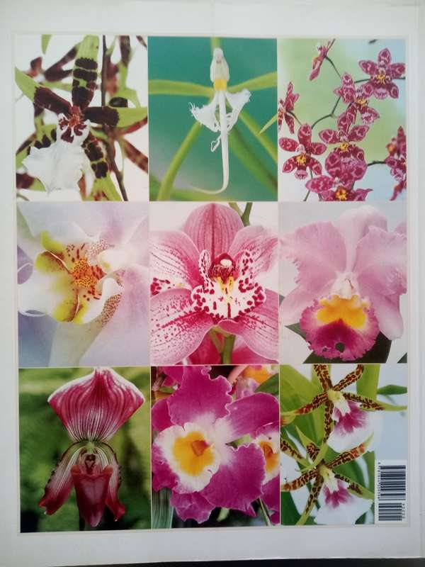 Orchids (Soft Cover) The Amazing World Of Orchids