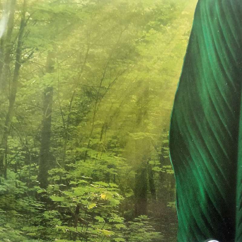 Tranquil (CD) Sounds Of Nature