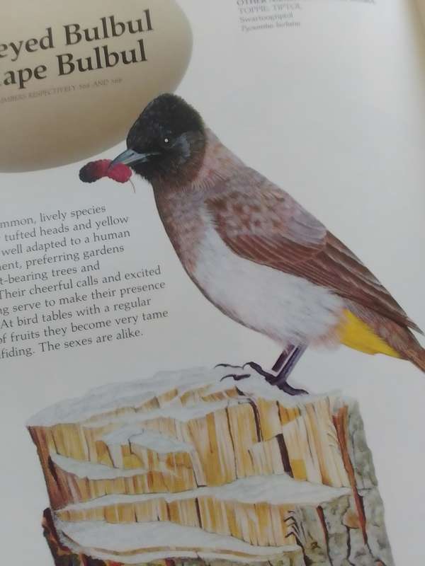 Newman's (Hard Cover) Garden Birds
