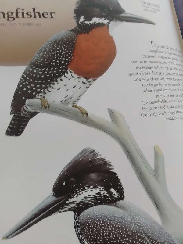 Newman's (Hard Cover) Garden Birds