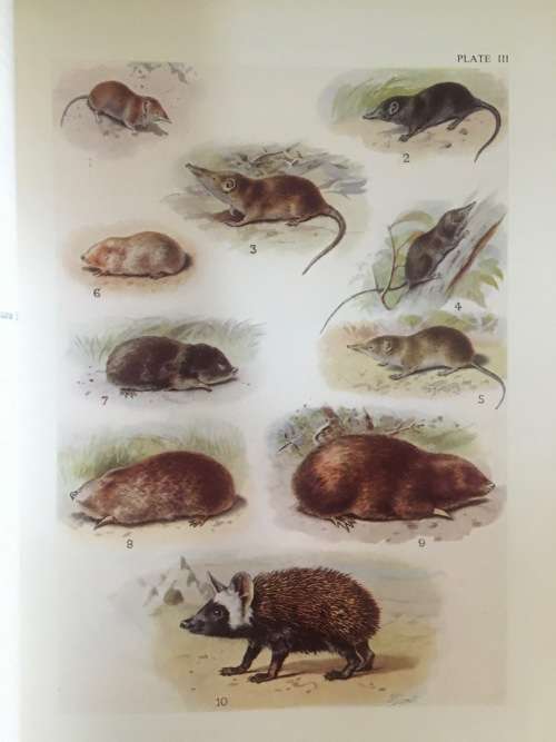 The Mammals of South Africa - Austin Roberts