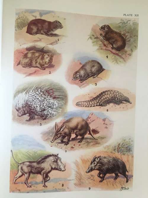 The Mammals of South Africa - Austin Roberts