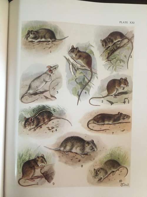 The Mammals of South Africa - Austin Roberts