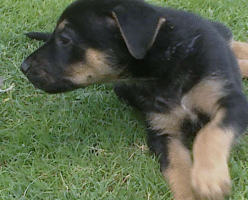 Puppy's - 3 LEFT!! Ravenous Healthy Beauties for Sale.