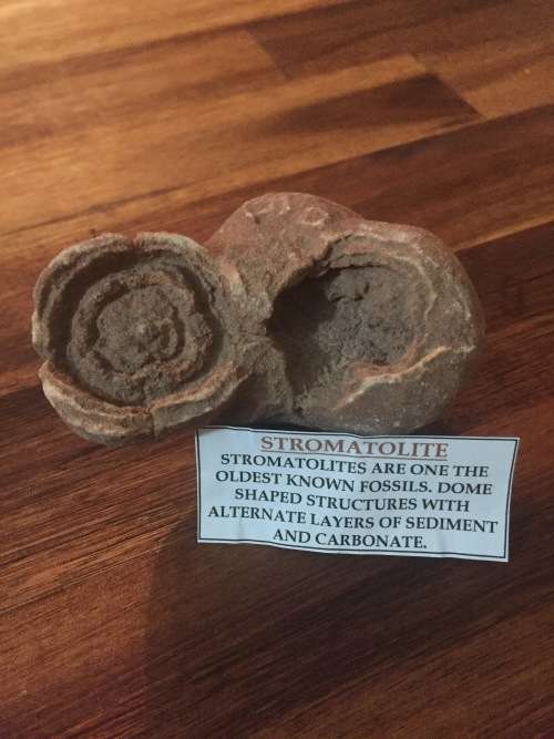 Complete  fossil Stromatolite- 3.5 billion years old - oldest known fossil