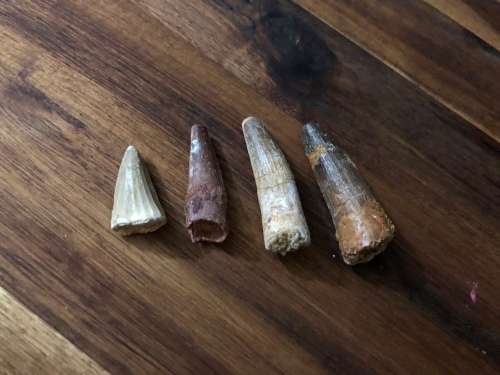 Spinosaurus Fossil Tooth - Dinosaur - Morocco - Spinosaur - 100-75 million years old