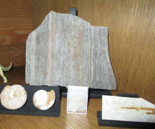 Wood fossil - 500 million years old - 2 kg