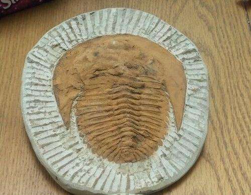 Fossil Cambrapalis Trilobite