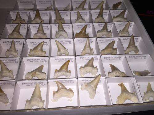 Fossil Otodus obliquus Shark Tooth - 55-65 million years old
