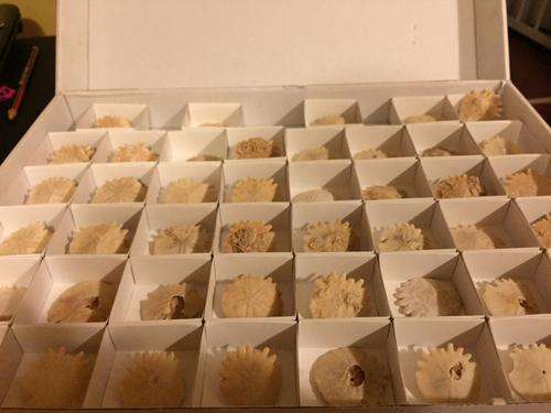 Fossil sand dollars - 55-65 million years old