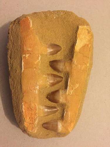 Mosasaurus Dinosaur Jaw fossil - 135 million years old - 16cm
