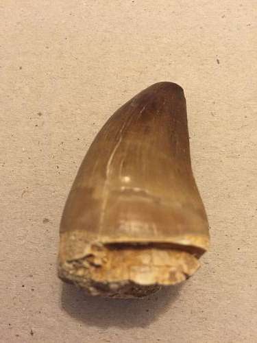 MOSASAUR Dinosaur Complete tooth -fossil  - 145 - 66 million years OLD