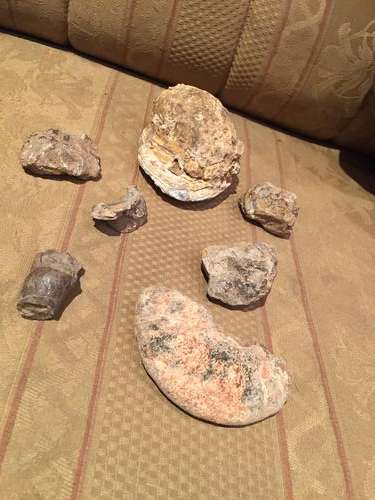 Rare fossils from Lebombo mountains 89 million years old