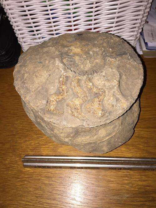 Rare and very large ammonite fossil from Lebombo mountains 135 million years old