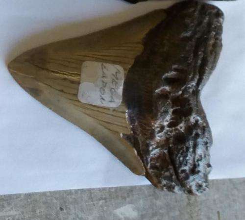 Rare fossil Megalodon Shark tooth  -  15.9  million years old - 10cm - Dinosaur