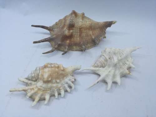 Shells