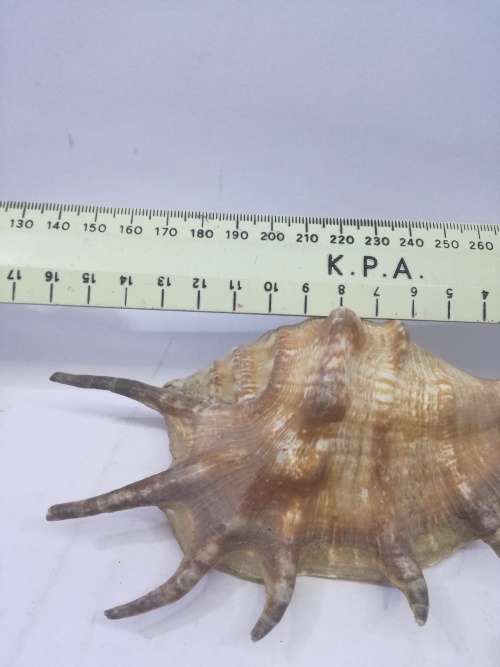 Shells