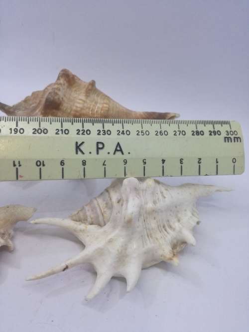 Shells