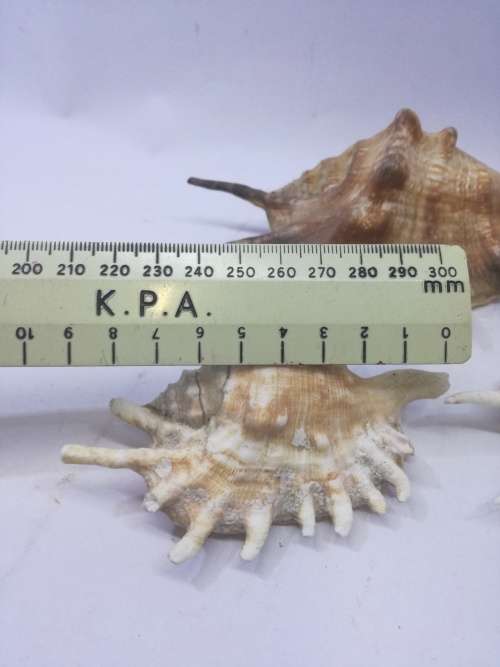 Shells