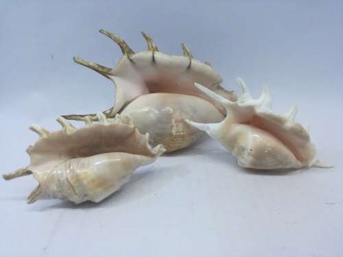 Shells
