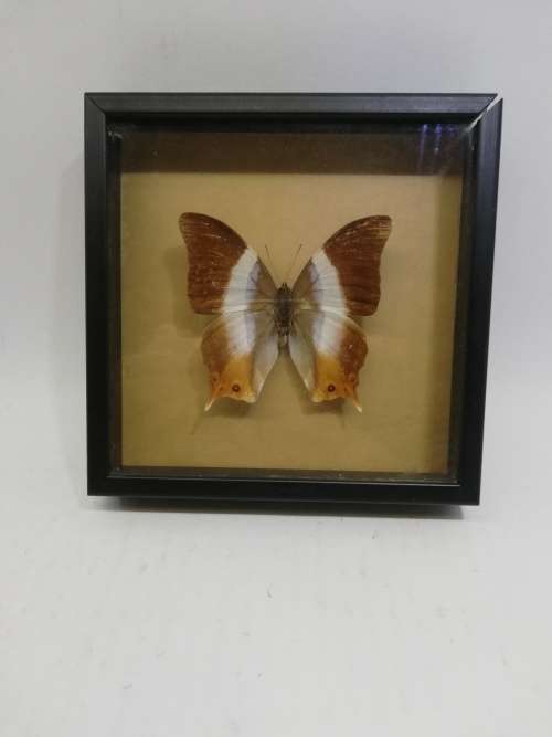Vintage butterfly shadowbox