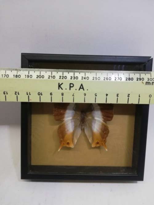 Vintage butterfly shadowbox