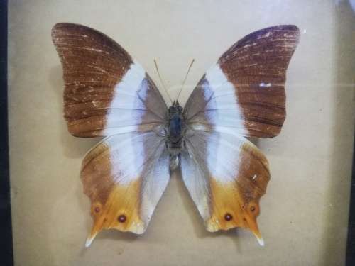 Vintage butterfly shadowbox