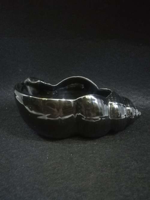 Lucia ware shell