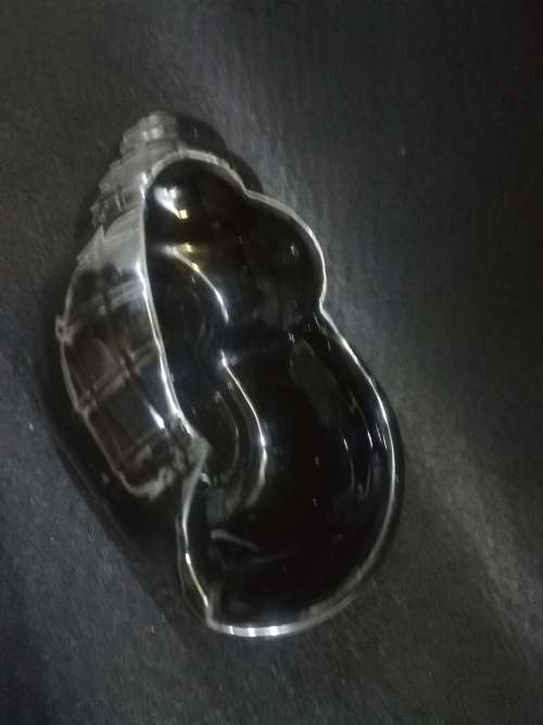 Lucia ware shell
