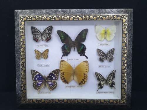 Framed butterflies - real ones Glass has a crack