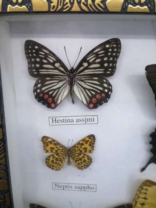 Framed butterflies - real ones Glass has a crack