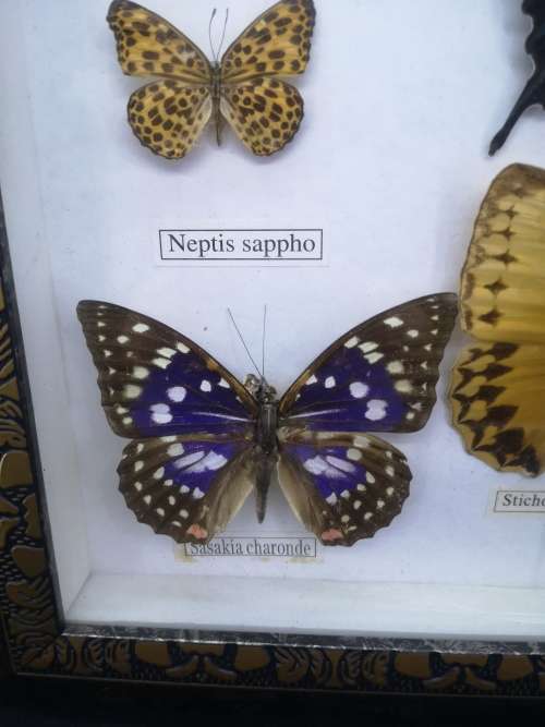 Framed butterflies - real ones Glass has a crack