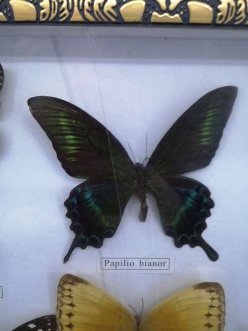 Framed butterflies - real ones Glass has a crack