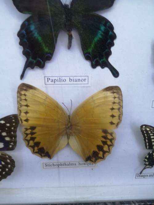 Framed butterflies - real ones Glass has a crack
