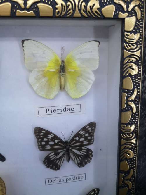 Framed butterflies - real ones Glass has a crack