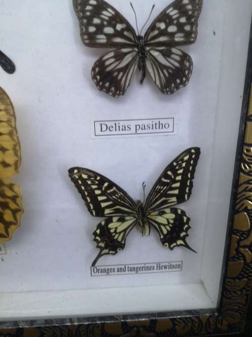 Framed butterflies - real ones Glass has a crack
