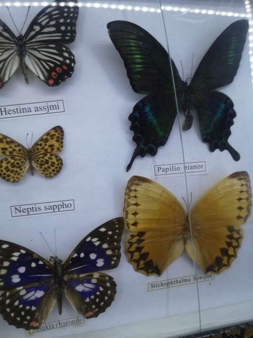 Framed butterflies - real ones Glass has a crack