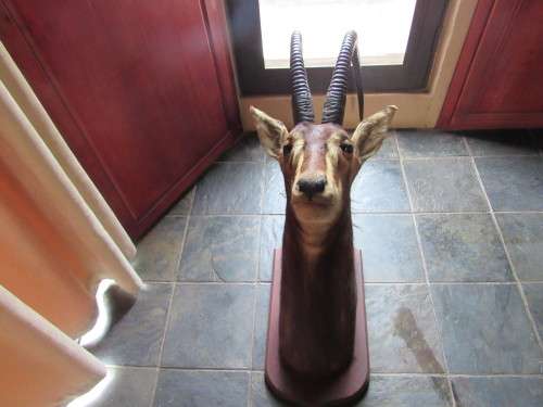Mounted Sable Head Trophy