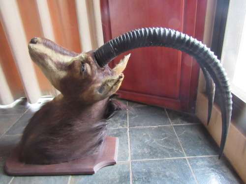 Mounted Sable Head Trophy