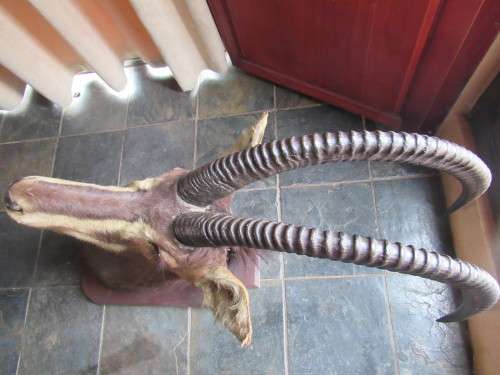Mounted Sable Head Trophy
