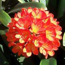 Clivia Belgium for sale in 15cm pots