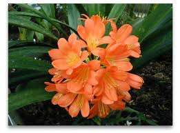 Clivia Miniate orange for sale in 15cm pots