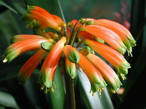 Clivia gardenii orange for sale in 15cm pots