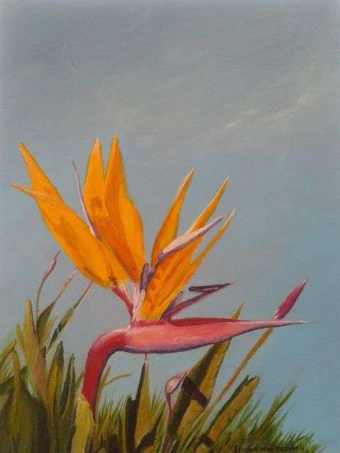 Strelitzia's from Kirstenbosch Gardens