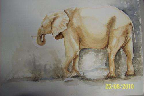 Elephant