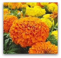 200 Giant Marigold Seeds (FREE SHIPPING IN SA)
