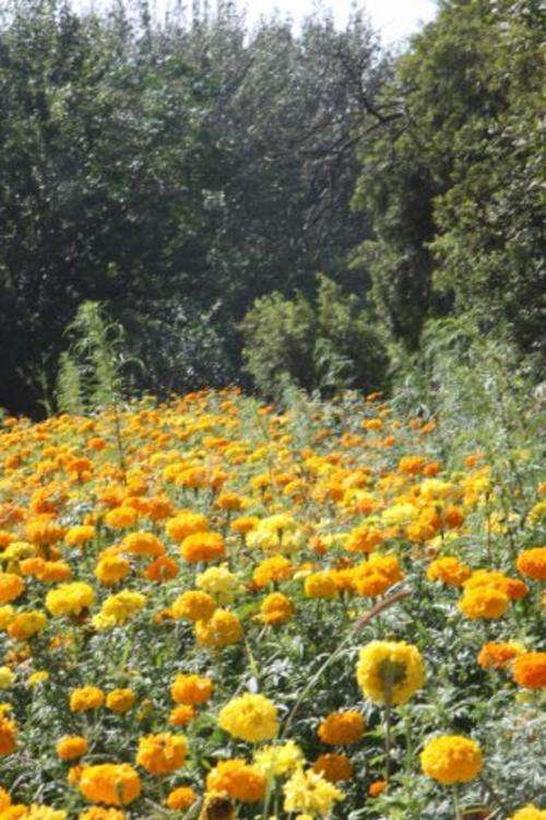 marigold, marigolds, mumsy, seed, seeds, plant, spring, flower, hardy, african