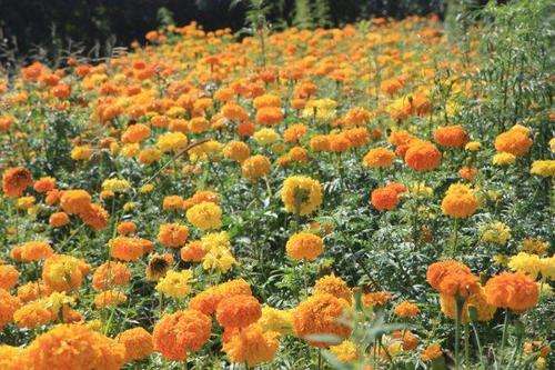 marigold, marigolds, mumsy, seed, seeds, plant, spring, flower, hardy, african