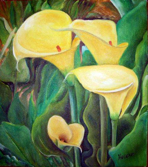Yellow arums - 400x450x22mm - oil on blocked canvas - by H. Kruger