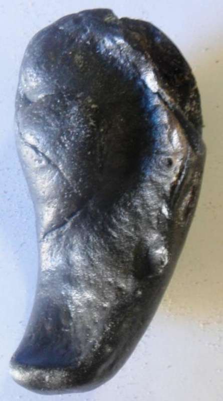 Scarce fossil whale eardrum